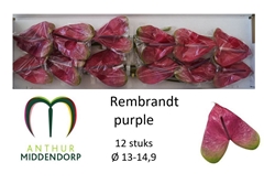Anthurium Rembrandt Purple 13cm Hd