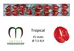 Anthurium Tropical 750cm Hd