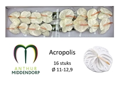 Anthurium Acropolis 11cm Hd