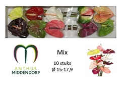 Anthurium Mix 15cm Hd