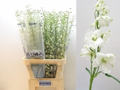 Delphinium Double Guardian White 100cm