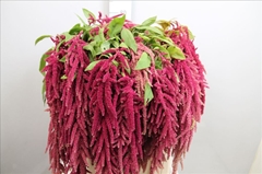 Amaranthus Caudatus Love Lies Bleeding 85cm