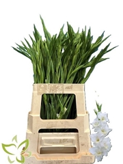Gladiolus Nanus Summer Bride 65cm 35gr.