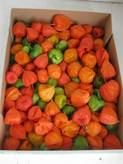 Physalis Alkekengi Lampion