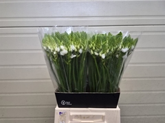 Ornithogalum Thyrsoides 50cm