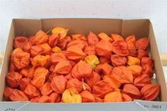 Physalis Alkekengi Lampion