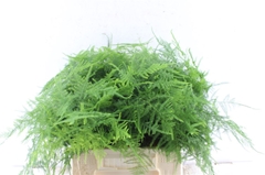 Asparagus Setaceus 45cm