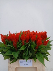 Celosia Century Fire 60cm