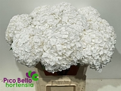 Hydrangea Royal Highness 80cm 20-22cm Hd