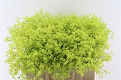 Alchemilla Mollis Robustica 55cm