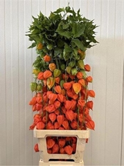 Physalis Alkekengi Lampion Per Stem 90cm