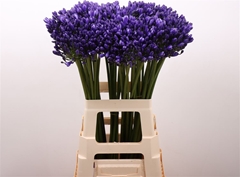 Agapanthus Eyfori Blue 70cm