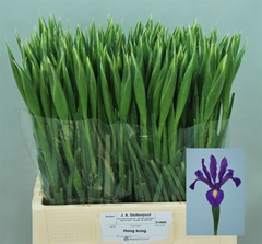 Iris Hong Kong 60cm 36gr.