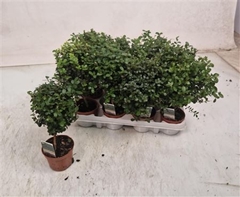 Myrsine Africana 8Ø 20cm
