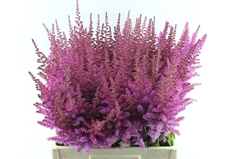 Astilbe Maggie Daley 65cm