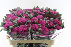 Chrysanth Single Roxo 70cm 80gr.