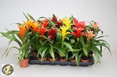 Guzmania Mix 6 Kinds 9Ø 28cm