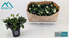 Helleborus Christmas Carol 9Ø 19cm