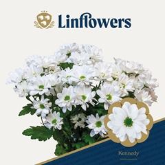 Chrysanth Spray Kennedy 70cm 85gr.