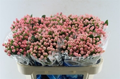 Hypericum Coco Casino 70cm