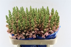 Antirrhinum Antibes Pink 75cm