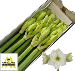 Hippeastrum Casablanca 80cm