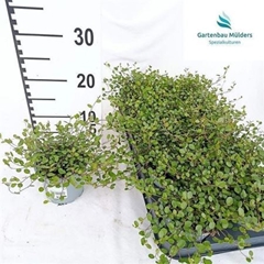 Muehlenbeckia Mao'ri 11Ø 17cm