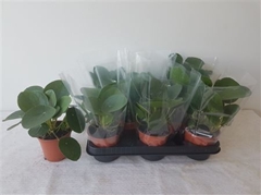 Pilea Peperomoides 11Ø 20cm