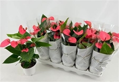 Anthurium Pink Champion 12Ø 40cm