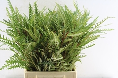 Grevillea Ivanhoe Bronze 40cm