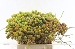 Berzelia Galpinii 40cm