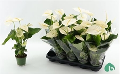 Anthu Regina 12Ø 45cm