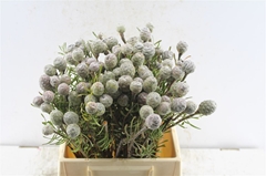 Leucadendron Galpinii 40cm