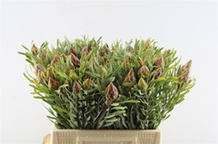 Leucadendron Rubrum 40cm