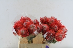 Leucospermum Rigoletto 40cm