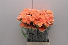 Dianthus Single Gobi 70cm