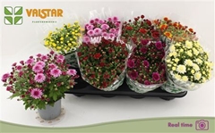 Chrysanth Mix 5 Colours 12Ø 25cm