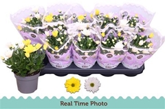 Chrysanth Mix 12Ø 25cm
