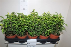 Ficus Benjamina Natasja 12Ø 35cm