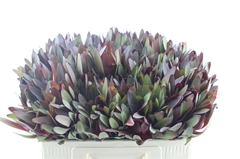 Leucadendron Safari Sunset 50cm