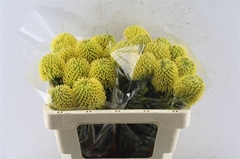 Leucospermum High Gold 50cm