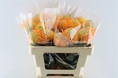 Leucospermum Soleil 50cm