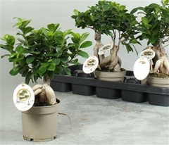 Ficus Microcarpa Ginseng 12Ø 30cm