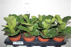 Ficus Lyrata Bambino 12Ø 25cm