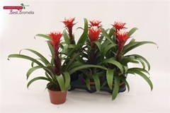 Guzmania Hope 12Ø 38cm