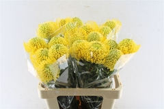 Leucospermum High Gold 60cm