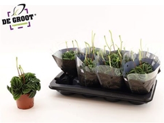 Peperomia Caperata Lilian 12Ø 30cm