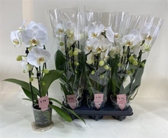 Phalaenopsis Anthura Glasgow 12Ø 50cm