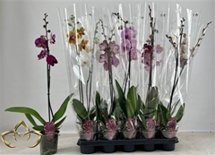 Phalaenopsis Mix 12Ø 75cm 1st