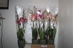 Phalaenopsis Mix 12Ø 70cm 2st